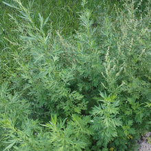 Load image into Gallery viewer, mugwort plant