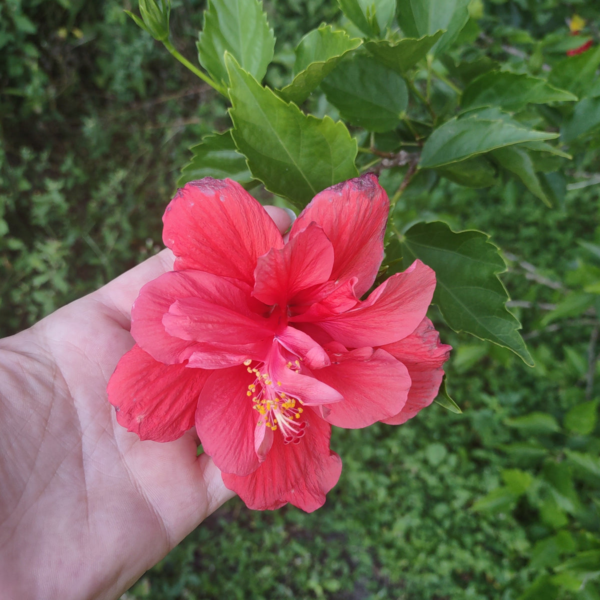 Hibiscus