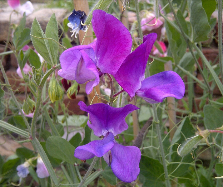 A Week of Sweet Pea
