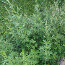 Load image into Gallery viewer, mugwort plant
