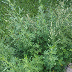 mugwort plant