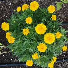 Load image into Gallery viewer, marigolds
