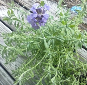 lavender plant